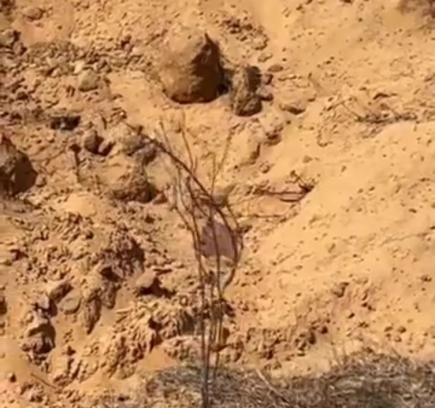 भरतपुर के चरागाह में दबा मिला रहस्यमयी शव: हाथ-पैर बाहर निकले, सनसनी फैली, पुलिस जांच में जुटी