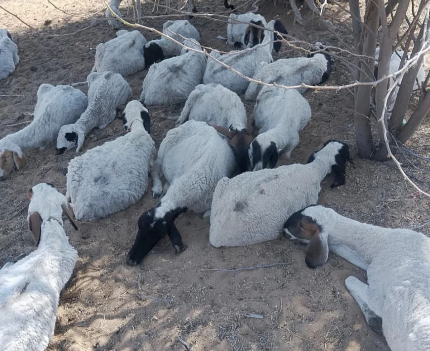 बालोतरा में जहरीले पानी से पशुओं की मौत, दर्जनों भेड़ें और गायें मरी  कई पशु अब भी गंभीर...
