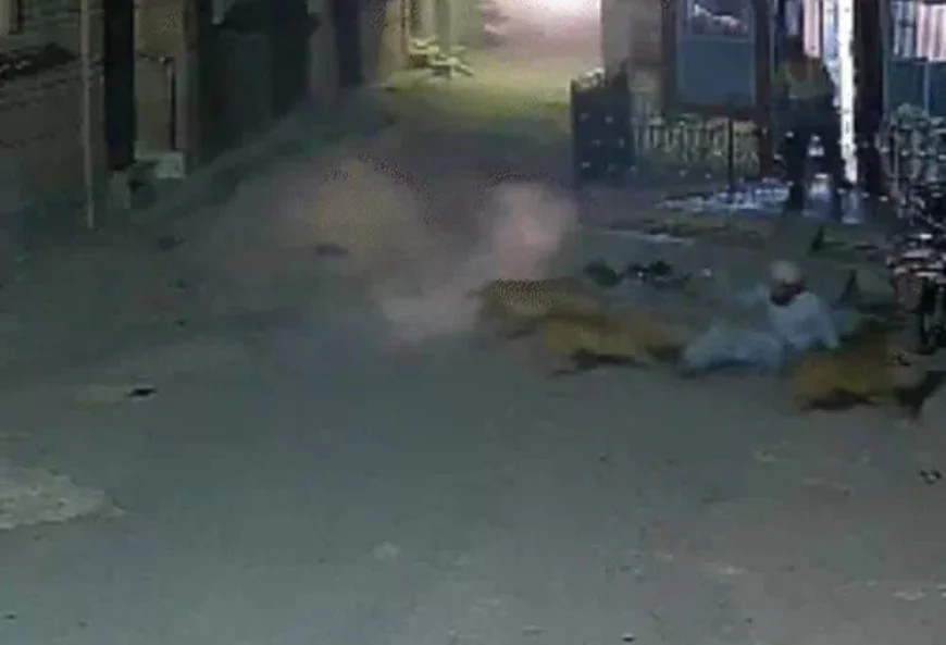 नागौर में आवारा कुत्तों का आतंक: बच्चे का पैर पकड़ा, युवक को जमीन पर गिराकर नोचने की कोशिश; कई महीनों से मचा है दहशत