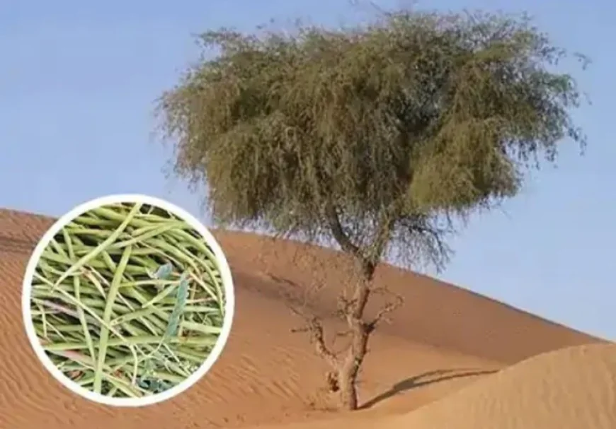 खेजड़ी बचाने के लिए कानून बनाएगी राजस्थान सरकार: जोगाराम पटेल की अध्यक्षता में कमेटी गठित, एक महीने में ड्राफ्ट सौंपेगी