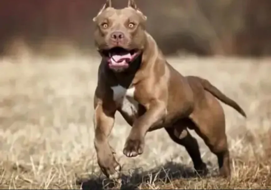 बीकानेर में महिला पुलिसकर्मी पर पिटबुल डॉग का खतरनाक हमला: जांच के दौरान हाथ-पैर कटवाए, मां-बेटी ने कुत्ता छोड़कर खुद घर में बंद हो गईं; FIR दर्ज