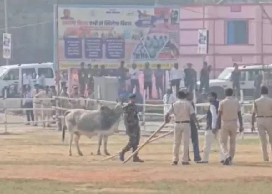 बेगूसराय में CM नीतीश कुमार की सुरक्षा में बड़ी चूक: हेलीपैड पर घुसा आवारा बैल, पुलिसकर्मियों को दौड़ाया; एक जवान फायर ब्रिगेड पर चढ़कर बचाया जान