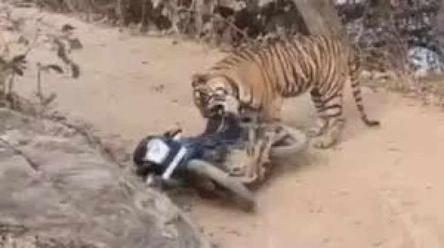 रणथंभौर में टाइगर से आमना-सामना: जान बचाकर भागे वनकर्मी, गुस्से में बाइक को बना डाला शिकार