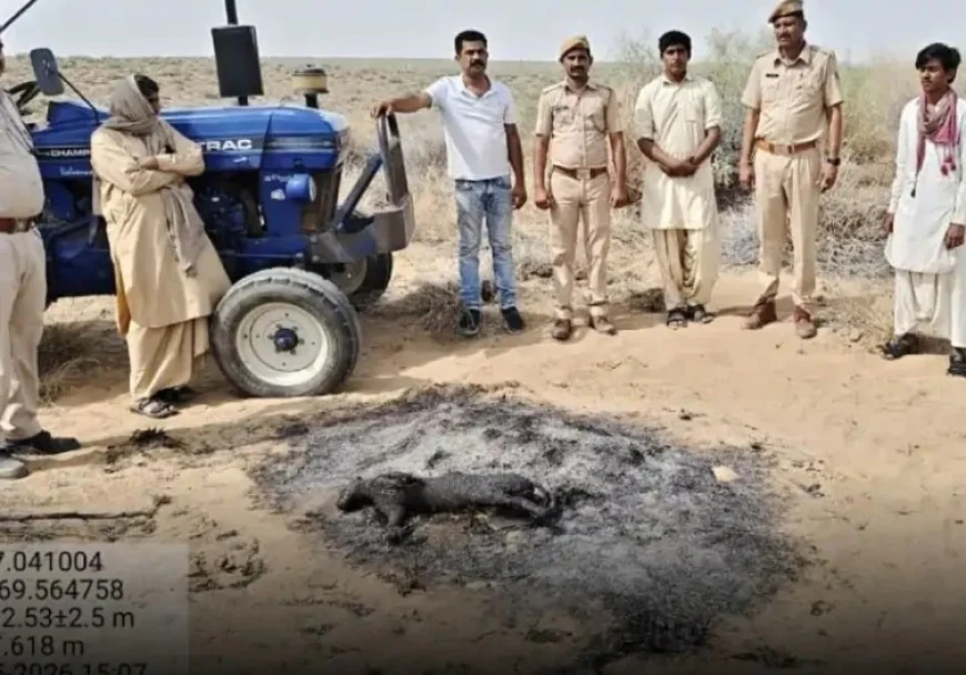 जैसलमेर में दुर्लभ कैरेकल बिल्ली की क्रूर हत्या: मारकर जलाया, वीडियो सोशल मीडिया पर वायरल, तीन आरोपी गिरफ्तार