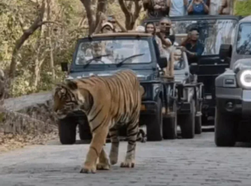 रणथंभौर टाइगर रिजर्व में टाइगर ने पर्यटकों का रास्ता रोका, वाहनों की लगी लंबी लाइनें!