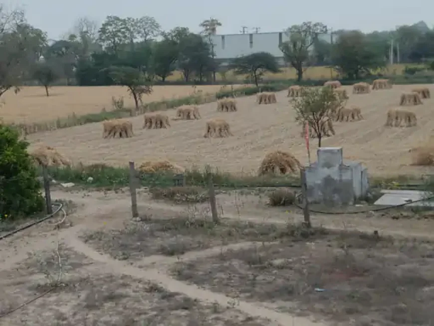 सांभर क्षेत्र में मौसम का यू-टर्न: बूंदाबांदी से किसानों की बढ़ी धड़कनें, रबी की फसल पर संकट के बादल