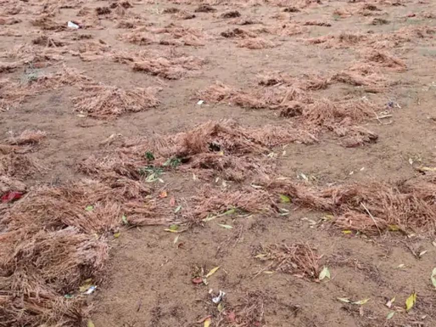 बाड़मेर में कुदरत का कहर: बेमौसम बारिश और ओलावृष्टि से ईसबगोल-जीरे की फसल तबाह, सड़कों पर उतरा अन्नदाता!