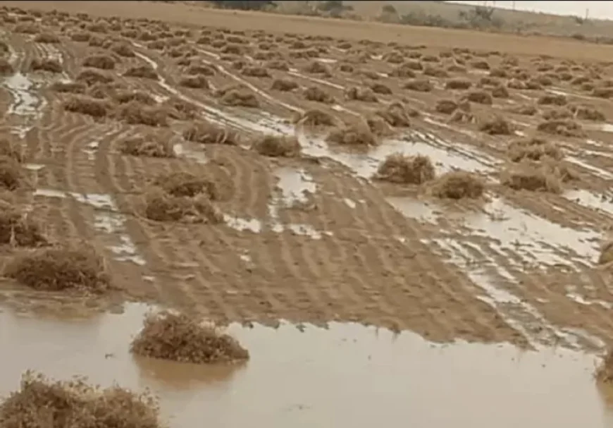 राजस्थान के 8 जिलों में बारिश की चेतावनी: जैसलमेर के खेतों में पानी भर गया, फसलें हुईं खराब; अगले सप्ताह मौसम सूखा रहने की संभावना