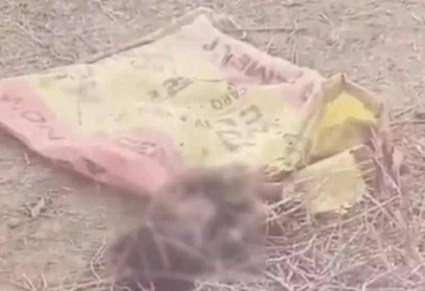 जालोर में नवजात को झाड़ियों में फेंका: रोने की आवाज सुन ग्रामीणों ने बचाई जान, हालत गंभीर