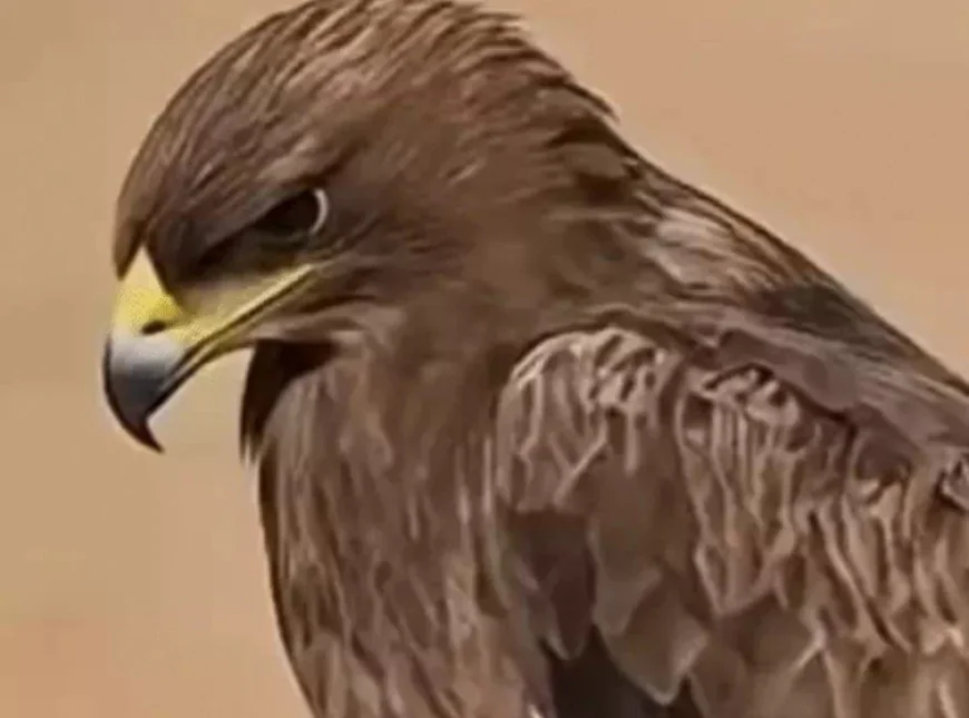 ईरान-इजराइल युद्ध के कारण हजारों स्टेपी ईगल राजस्थान पहुंचे: रेगिस्तानी जिलों में बनाए ठिकाने, बीमारियां फैलने की आशंका