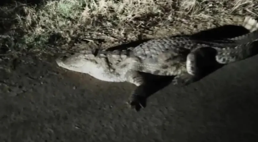 बांसवाड़ा के आबादी क्षेत्र में घुसा 7 फीट लंबा मगरमच्छ, कुत्तों की भौंकने की आवाज पर हुआ खुलासा; 2 घंटे की मुश्किल रेस्क्यू के बाद चाप नदी में छोड़ा गया