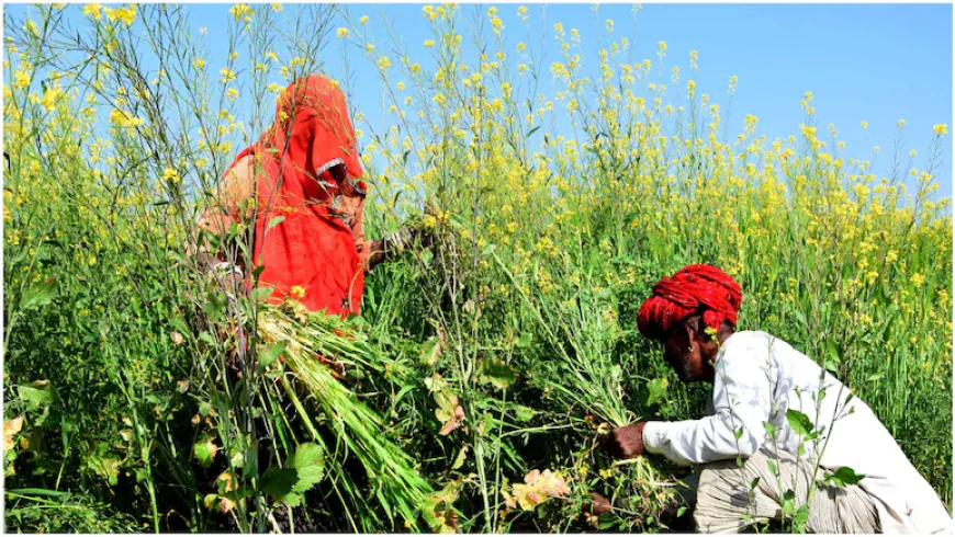 राजस्थान के किसानों की बल्ले-बल्ले! अब 24 जिलों में दिन में मिलेगी बिजली, CM भजनलाल शर्मा का बड़ा ऐलान