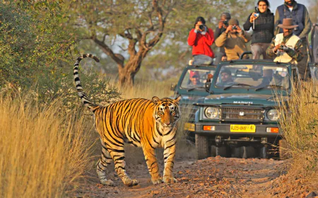 रणथंभौर सफारी अचानक क्यों हो गई महंगी? रणथंभौर टाइगर रिजर्व जाने से पहले जान लें ये बड़ी वजह