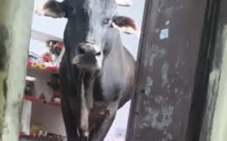 अजमेर में सांड का ‘हंगामा’: घर में घुसकर बेडरूम तक पहुंचा, पलंग पर मचाई तबाही