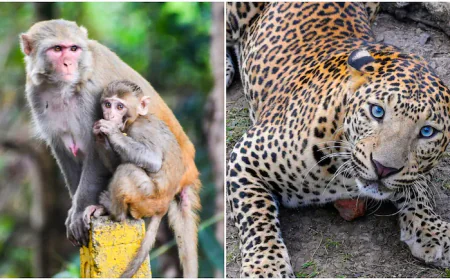 “उदयपुर में खौफनाक हमला, लेकिन आखिरी पल में हुआ ऐसा मोड़ जिसे जानकर रह जाएंगे दंग”