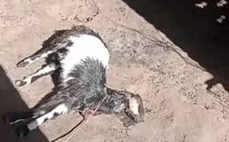 उदयपुर में लेपर्ड का आतंक: बाड़े में घुसकर 4 बकरियों को बनाया शिकार, गांव में दहशत