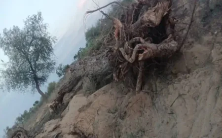 बाड़मेर के उड़ासर गांव में जेसीबी से खेजड़ी-बबूल के पेड़ काटे गए, पर्यावरणप्रेमियों ने किया जोरदार विरोध