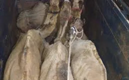 वो कौन सा एक्सप्रेस-वे था जहाँ आधी रात को क्या ले जा रही थी यह गाड़ी? गौरक्षकों ने घेरा तो खुला रोंगटे खड़े कर देने वाला राज, जानिए पूरा मामला!