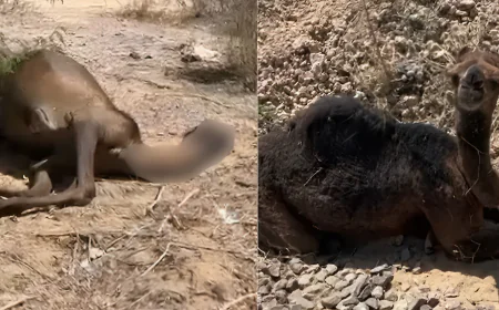 ममता की मार्मिक कहानी: मां को जगाने की कोशिश करता रहा मासूम… 3 दिन तक नहीं छोड़ा साथ