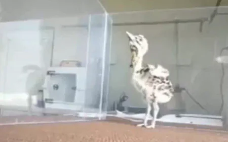 पीएम मोदी ने ‘मन की बात’ में गोडावण संरक्षण की सराहना: विलुप्ति के कगार से नई उम्मीद तक का सफर