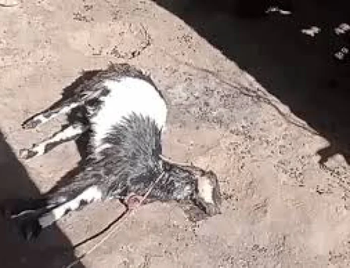 उदयपुर में लेपर्ड का आतंक: बाड़े में घुसकर 4 बकरियों को बनाया शिकार, गांव में दहशत