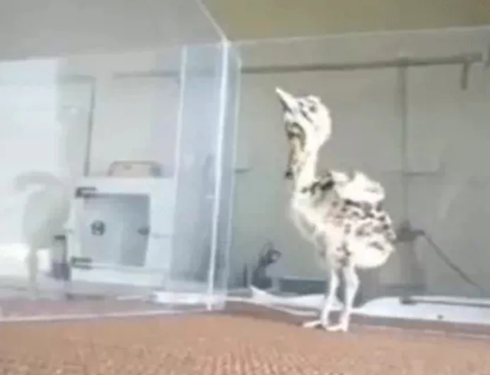 पीएम मोदी ने ‘मन की बात’ में गोडावण संरक्षण की सराहना: विलुप्ति के कगार से नई उम्मीद तक का सफर