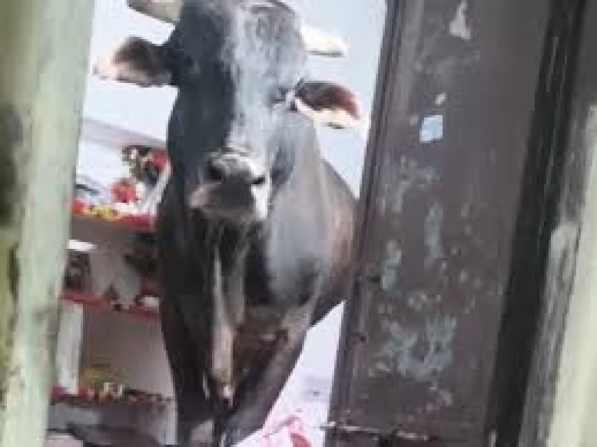 अजमेर में सांड का ‘हंगामा’: घर में घुसकर बेडरूम तक पहुंचा, पलंग पर मचाई तबाही