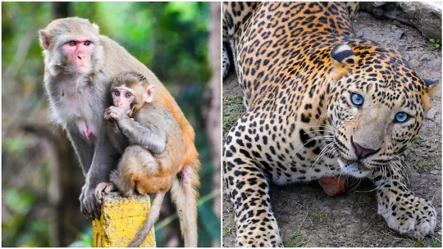 “उदयपुर में खौफनाक हमला, लेकिन आखिरी पल में हुआ ऐसा मोड़ जिसे जानकर रह जाएंगे दंग”