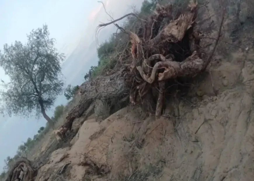 बाड़मेर के उड़ासर गांव में जेसीबी से खेजड़ी-बबूल के पेड़ काटे गए, पर्यावरणप्रेमियों ने किया जोरदार विरोध