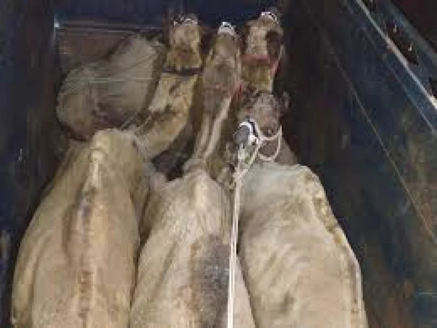 वो कौन सा एक्सप्रेस-वे था जहाँ आधी रात को क्या ले जा रही थी यह गाड़ी? गौरक्षकों ने घेरा तो खुला रोंगटे खड़े कर देने वाला राज, जानिए पूरा मामला!