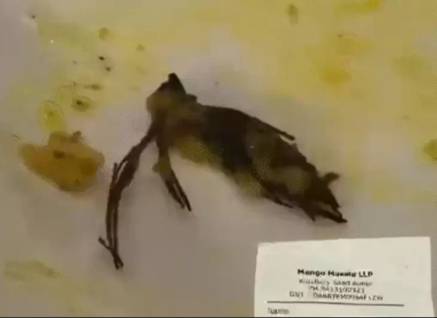 जन्मदिन की पार्टी बनी डरावना अनुभव! वेज बिरयानी में दिखा “कुछ ऐसा” कि उड़ गए होश… क्या है पूरा मामला? जानिए