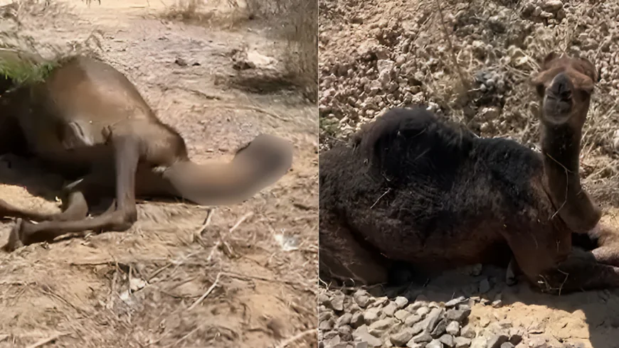 ममता की मार्मिक कहानी: मां को जगाने की कोशिश करता रहा मासूम… 3 दिन तक नहीं छोड़ा साथ