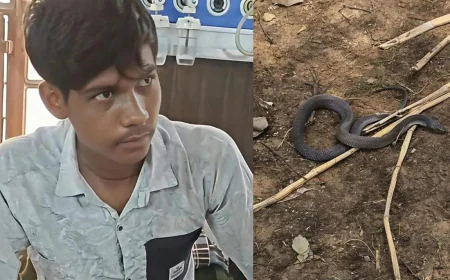 कोबरा के साथ सेल्फी का शौक पड़ा भारी, खेत में युवक ने किया ऐसा स्टंट कि पलभर में मच गई चीख-पुकार…