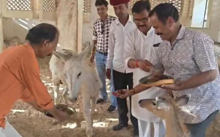 BJP नेता ने गधों को क्यों खिलाए 11 किलो गुलाब जामुन? वजह जानकर रह जाएंगे हैरान