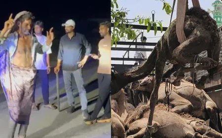 ‘मुझको राणाजी माफ करना...’ 21 ऊंटों से भरा ट्रक पकड़ा, फिर तस्करों को साड़ी पहनाकर कराया डांस