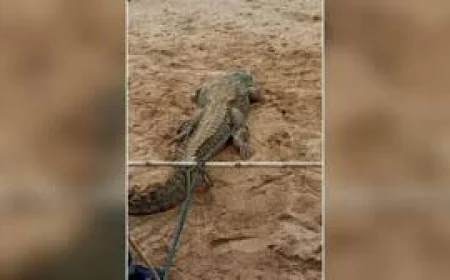 चंबल में मगरमच्छ का हमला: भैंस को बचाने उतरी 14 वर्षीय बच्ची की मौत, ग्रामीणों ने उठाई सुरक्षा बढ़ाने की मांग