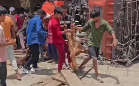 भरा हुआ ट्रक पलटने के बाद लोग बचाव करने के बजाय बकरियां चुराने लगे, नजारा देखकर आप भी हैरान रह जाएंगे!