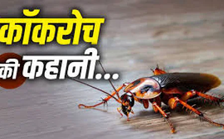 कॉकरोच जनता पार्टी का अकाउंट हैक होते ही फाउंडर बोले- ‘कॉकरोच कभी मरते नहीं’; जानिए 35 करोड़ साल से कैसे बचा है यह जीव