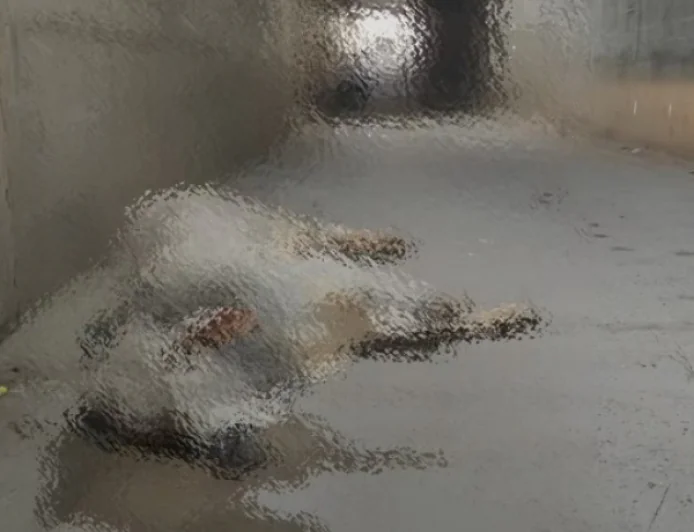 अंडरब्रिज पर लोहे के पतरे पर चढ़ा बैल गिरा नीचे, बड़ा हादसा टला; चौहटन-गडरा मार्ग पर लगा लंबा जाम