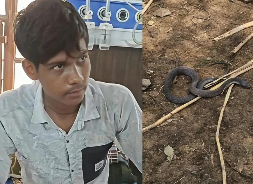 कोबरा के साथ सेल्फी का शौक पड़ा भारी, खेत में युवक ने किया ऐसा स्टंट कि पलभर में मच गई चीख-पुकार…