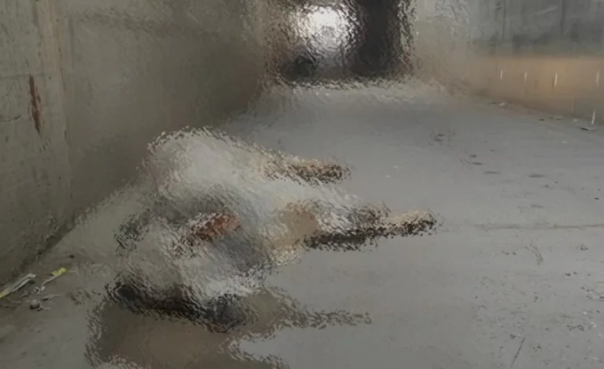 अंडरब्रिज पर लोहे के पतरे पर चढ़ा बैल गिरा नीचे, बड़ा हादसा टला; चौहटन-गडरा मार्ग पर लगा लंबा जाम
