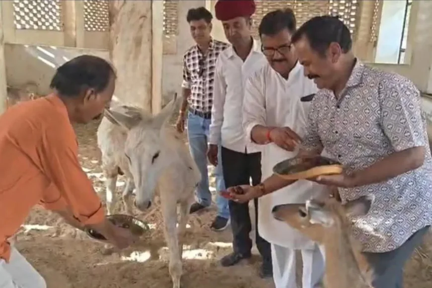 BJP नेता ने गधों को क्यों खिलाए 11 किलो गुलाब जामुन? वजह जानकर रह जाएंगे हैरान