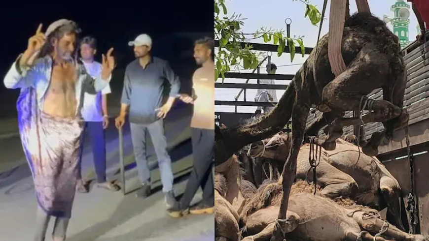 ‘मुझको राणाजी माफ करना...’ 21 ऊंटों से भरा ट्रक पकड़ा, फिर तस्करों को साड़ी पहनाकर कराया डांस