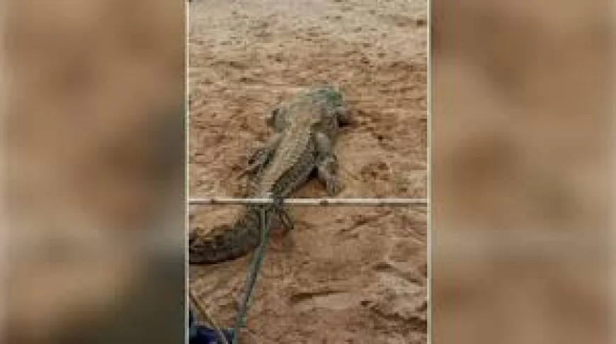 चंबल में मगरमच्छ का हमला: भैंस को बचाने उतरी 14 वर्षीय बच्ची की मौत, ग्रामीणों ने उठाई सुरक्षा बढ़ाने की मांग
