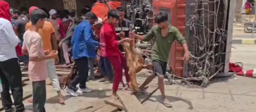 भरा हुआ ट्रक पलटने के बाद लोग बचाव करने के बजाय बकरियां चुराने लगे, नजारा देखकर आप भी हैरान रह जाएंगे!