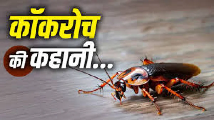 कॉकरोच जनता पार्टी का अकाउंट हैक होते ही फाउंडर बोले- ‘कॉकरोच कभी मरते नहीं’; जानिए 35 करोड़ साल से कैसे बचा है यह जीव